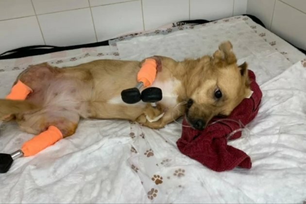 Russian surgeons install prosthetic limbs on all four legs of dog