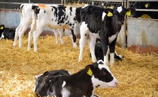 Coccidiosis risk currently high for calves