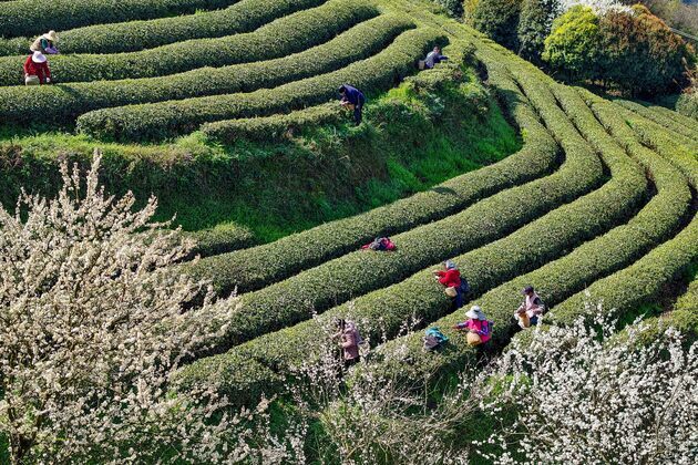 #CHINA-TEA-HARVEST-SPRING (CN)