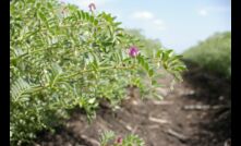  Chickpea trials across WA are showing positive results.