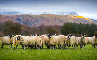 Attempts to revoke Lake District's World Heritage Site status a 'poorly misguided' attack on farmers