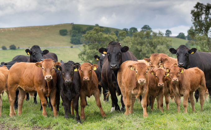 Stability needed in beef sector