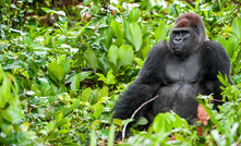 A western lowland gorilla Credit: Shutterstock/ Sergey Uryadnikov