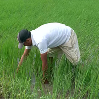 Agrarian crisis deepens in Manipur amid prolonged ethnic violence