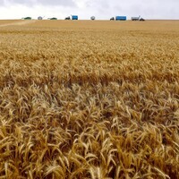 Severe rain, hailstorms ravage mature wheat crops in Pakistan's Punjab
