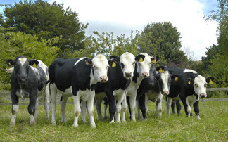 New five-year GB Calf Strategy launched