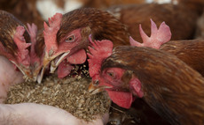 Morrisons to feed hens with insects in push for 'carbon neutral' eggs