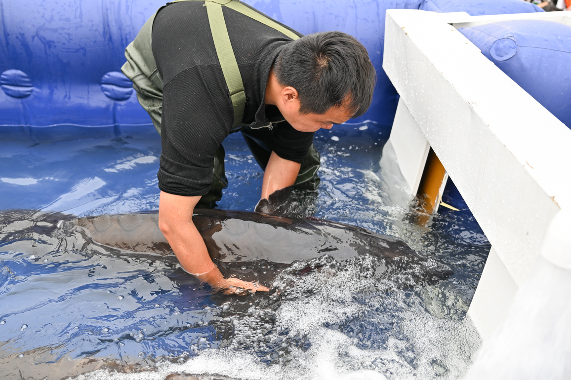 CHINA-HUBEI-YICHANG-CHINESE STURGEON-RELEASE (CN)