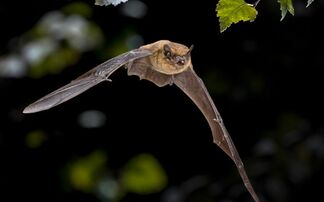 Decoding the bat signal: How machine learning is helping conserve bats and their habitats