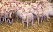 Banning CO2 pig stunning would bring significant costs and disruption, says AHDB report