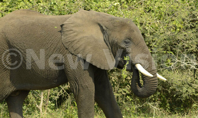 Ban on sending wild elephants to zoos a step closer Ban on sending wild elephants to zoos a step closer