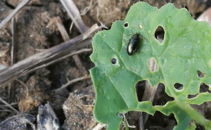 Pyrethroid resistance in cabbage stem flea beetle is 'severe and widespread'