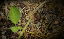 Typhonium sp. Cox Peninsula herb