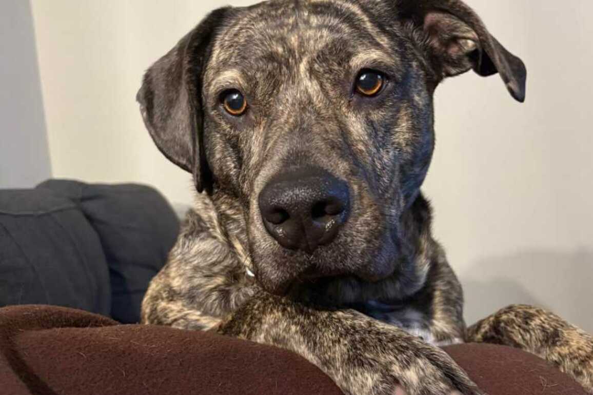 Adoptable Pet of the Week- Willow
