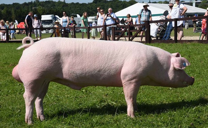 Top spot for Landrace at Great Yorkshire Show