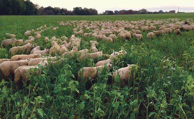 Groundswell 2021: How livestock can benefit an arable system