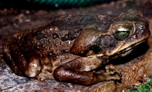 Fenced off dams help control cane toads