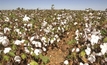 Grains, cotton industries warn against spray drift damage