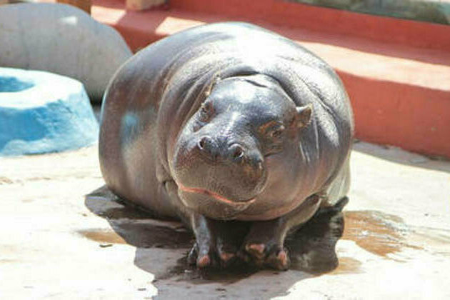 Sanctions leave Russian hippo Eva without mate