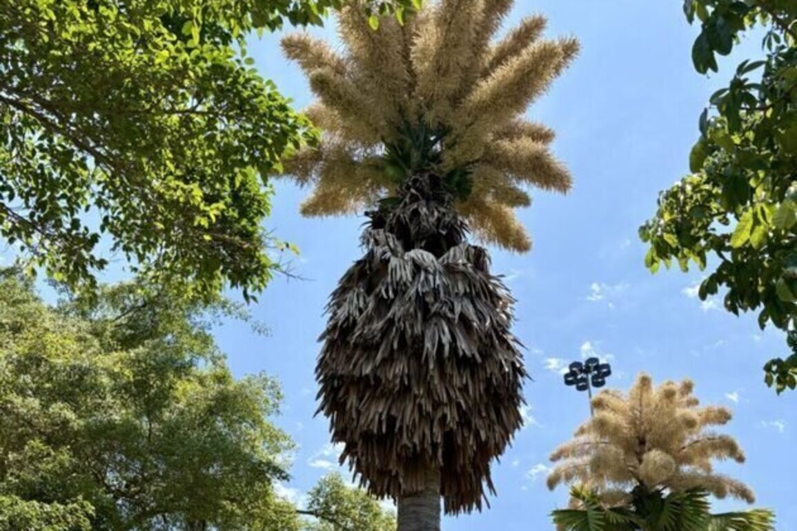 Once-in-a-lifetime palm bloom draws crowds in Rio de Janeiro