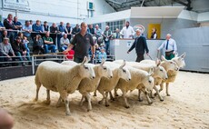 Sheep trade remains strong despite challenges