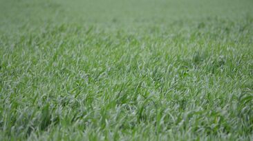 Many crop growing regions felt the pain of  hot, dry spells throughout September and October. 