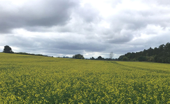 Growers are being advised to consider OSR desptite difficult conditions