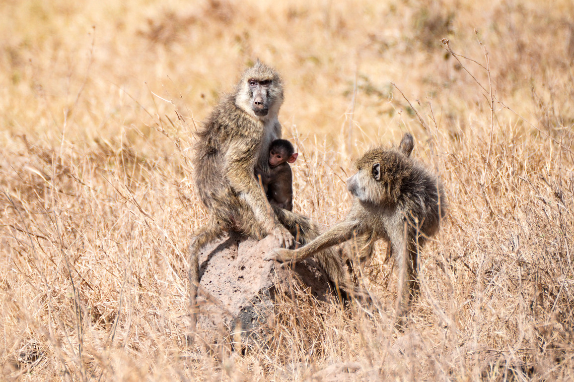 KENYA-KAJIADO-AMBOSELI NATIONAL PARK-WILDLIFE-SCENERY