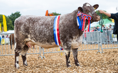 British Shorthorn leads beef ring at Bath and West beef ring 