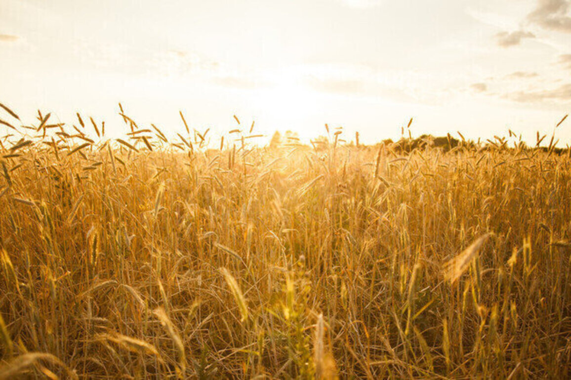 Russian grain exports to Africa surge  data