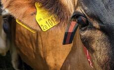 Farmer fined after reusing dead cattle's ear tags
