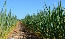  Grain growers may need to rethink their insurance options this year. Picture Mark Saunders.