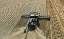 Kondinin Group researchers evaluated the performance of a Fendt Ideal harvester in an irrigated wheat crop near Griffith, New South Wales. 
