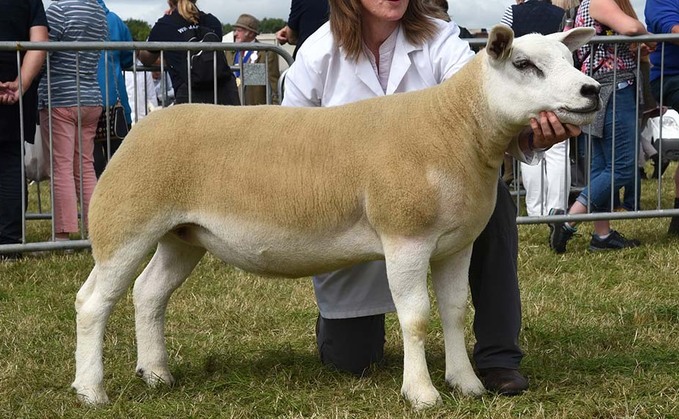 Texel takes sheep championship at Garstang show