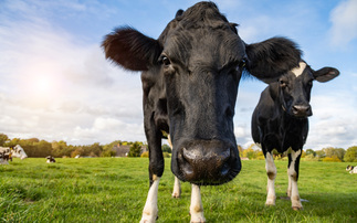 The power of poo: Cows could be central to Labour's future renewable energy ambitions