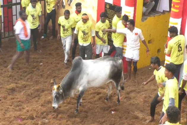 Tamil Nadu: Trichy holds the year's first Jallikattu with 750 bulls, 500 tamers