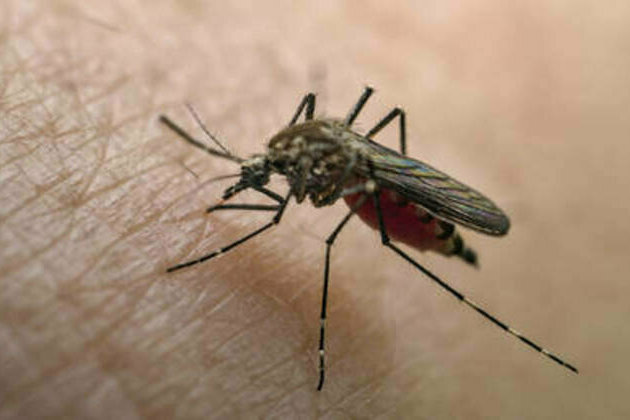 Scientists learn cause of killer outbreak in Congo