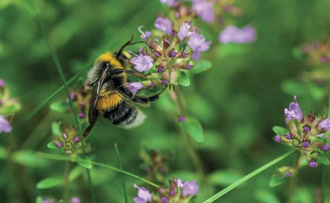 Biodiversity Net Gain update gives stacking green light