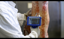  New handheld microwave technology is helping carcase measurements and feedback. Image courtesy ALMTech.