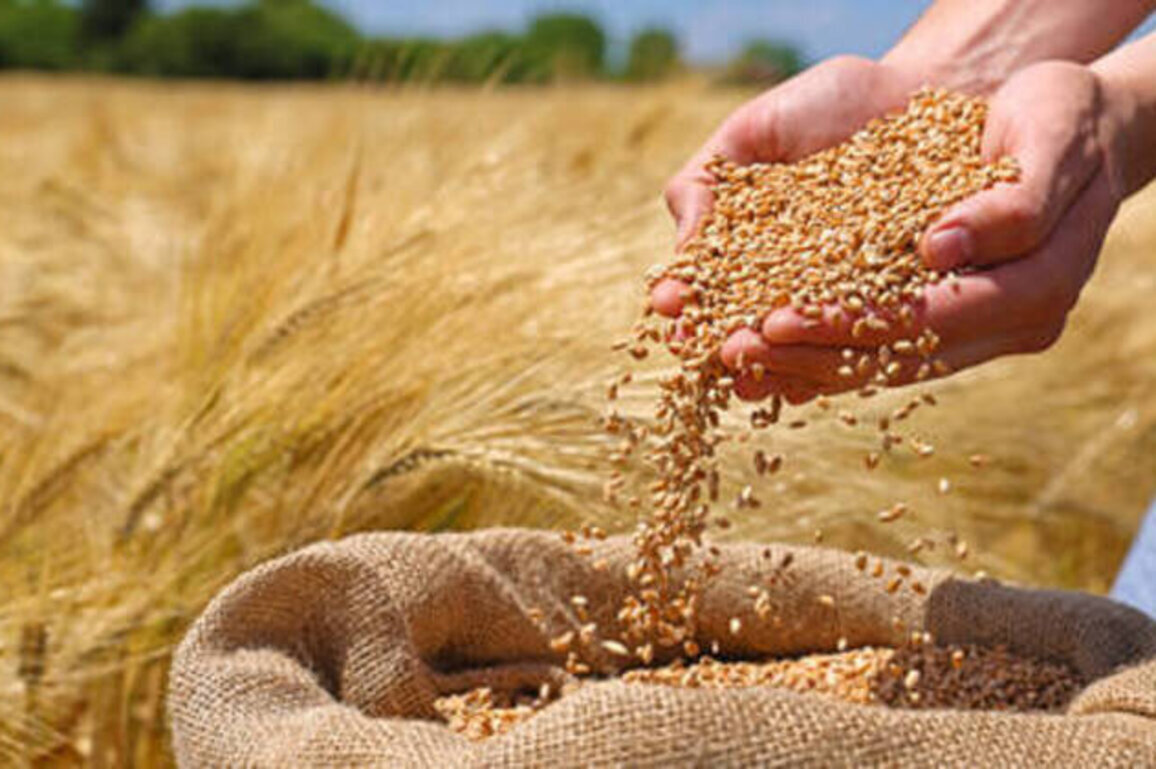 Russia boosts wheat exports to Kenya - report