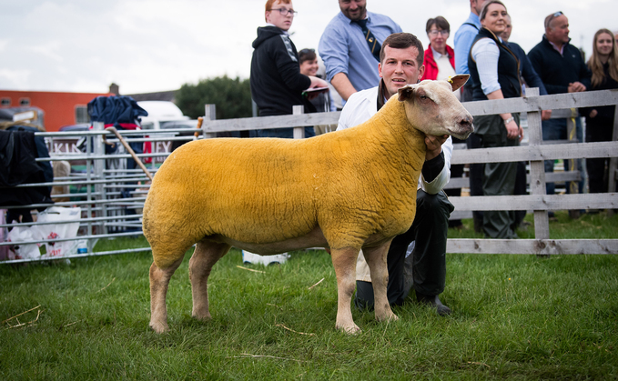 Sheep inter-breed and Charollais champion Loaningfoot Abracadabra, from Ben Radley, Dumfries.
