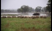 Heavy downpours caused flooding in eastern Australia this week and restricted stock flow to saleyards..
