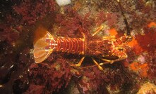  Rock Lobster. Image from file. 