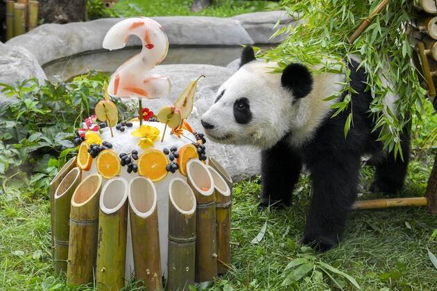 Feature: First Russian-born panda "Katyusha" celebrates birthday with avid fans