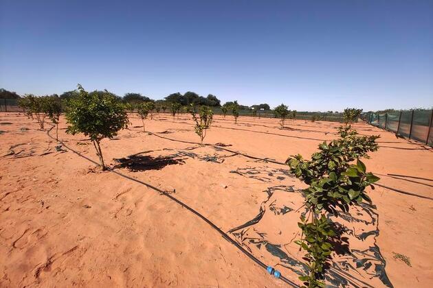 China's tech innovation in tree planting reshapes efforts to green arid land