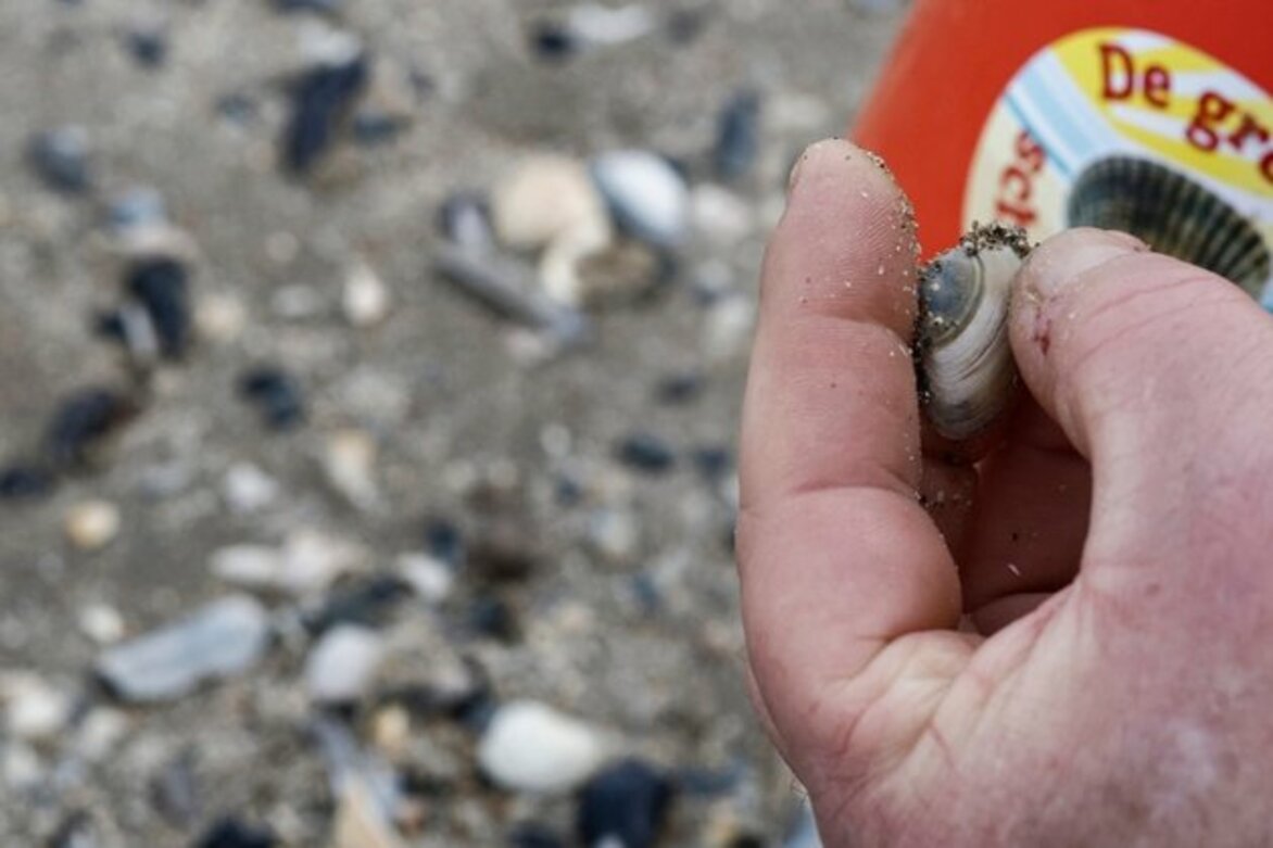 North Sea Shell Survey Brings Out Volunteers