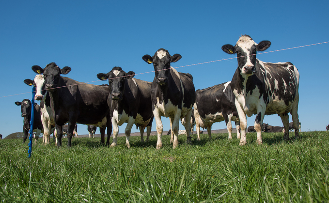 Rotational grazing works on a graze and rest principle.  