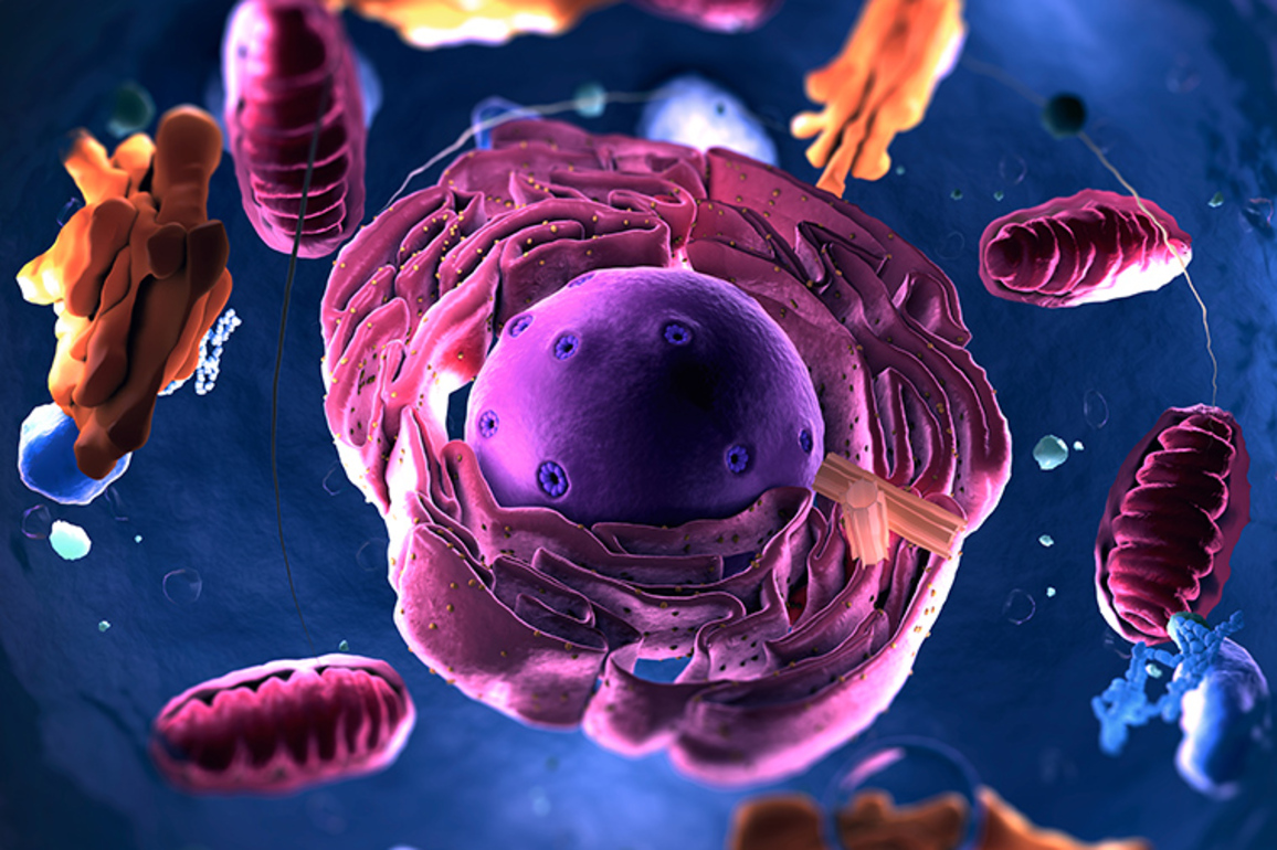 Uncovering how cells allocate space to make way for new growth - The Source - WashU
