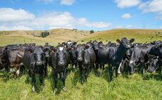 New Zealand farmers fear burp tax could lead to destruction of animal agriculture