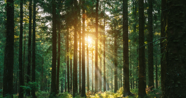 Partner Insight: Voluntary Carbon Markets - Don't let the nuance be lost in the noise - Vimarsana News